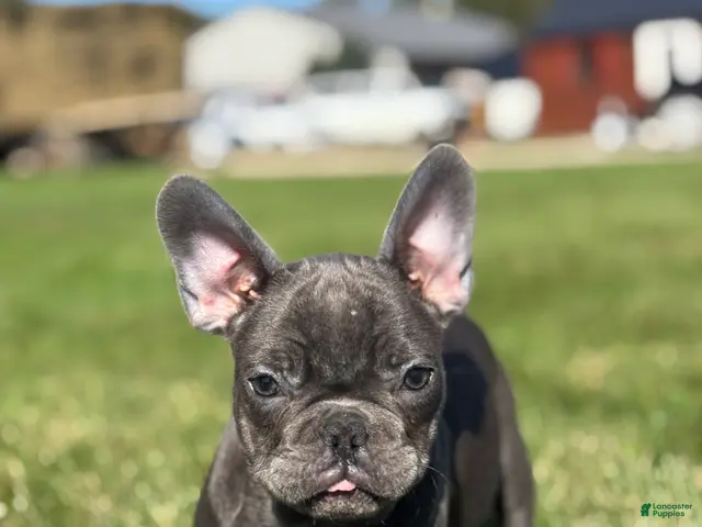 French Bulldog dogs for sale: Seth - Ad 2