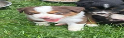 Miniature Australian Shepherd dogs for sale: #4 Red Tri female - Ad 2