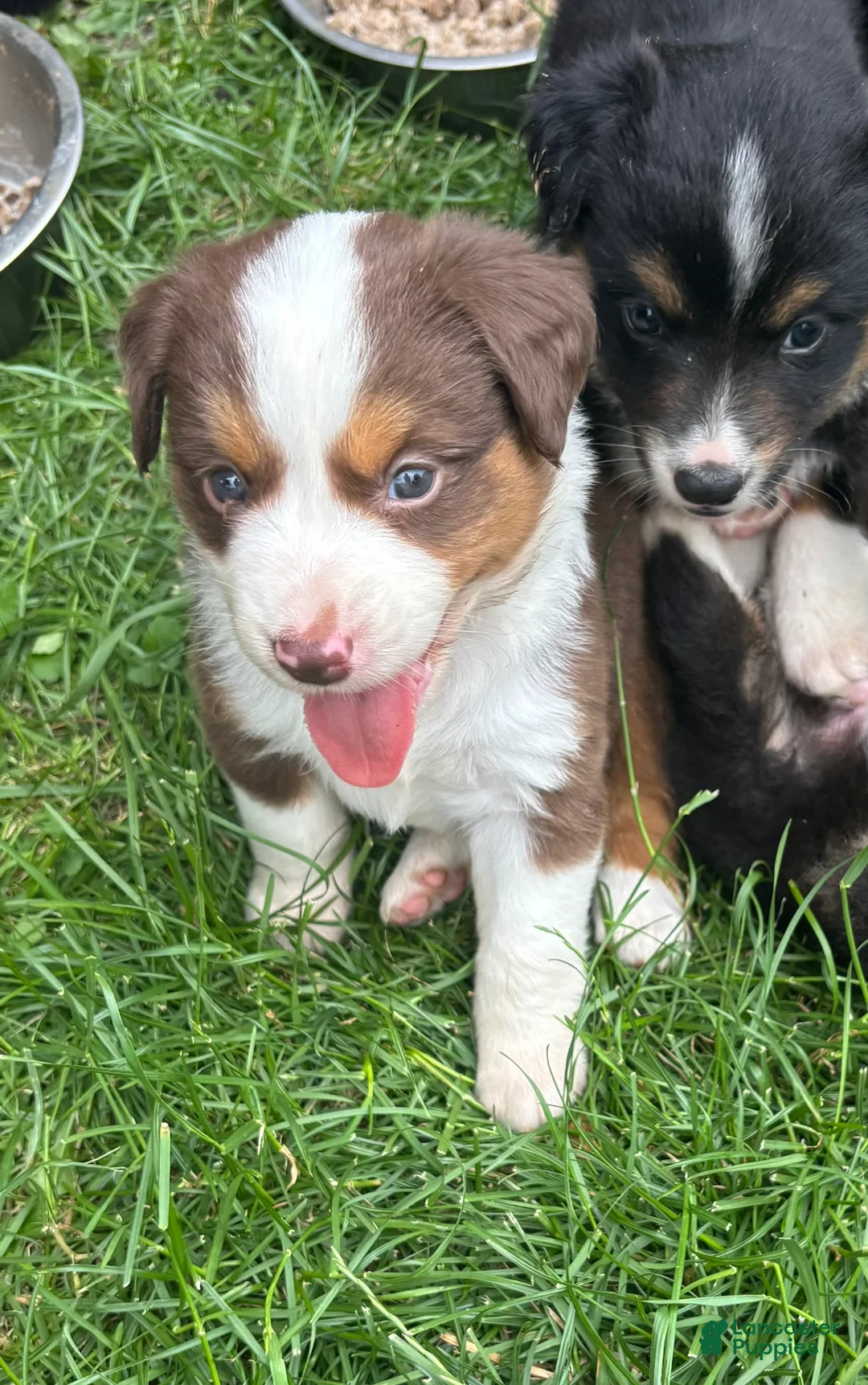 Miniature Australian Shepherd dogs for sale: #4 Red Tri female - Ad 2