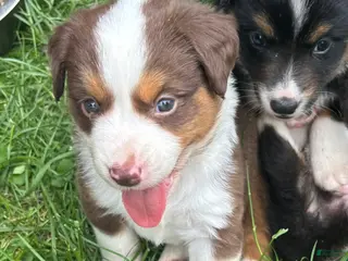 Miniature Australian Shepherd dogs #4 Red Tri female - Ad 31
