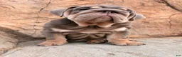 English Bulldog dogs for sale: English Bulldog 1 - Ad 3