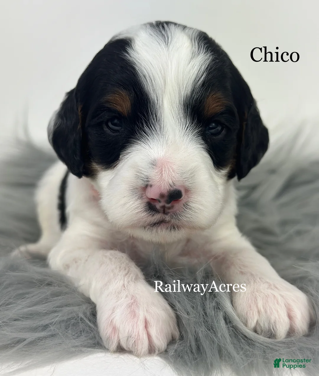 Mini Goldendoodle dogs for sale: Chico - Ad 3