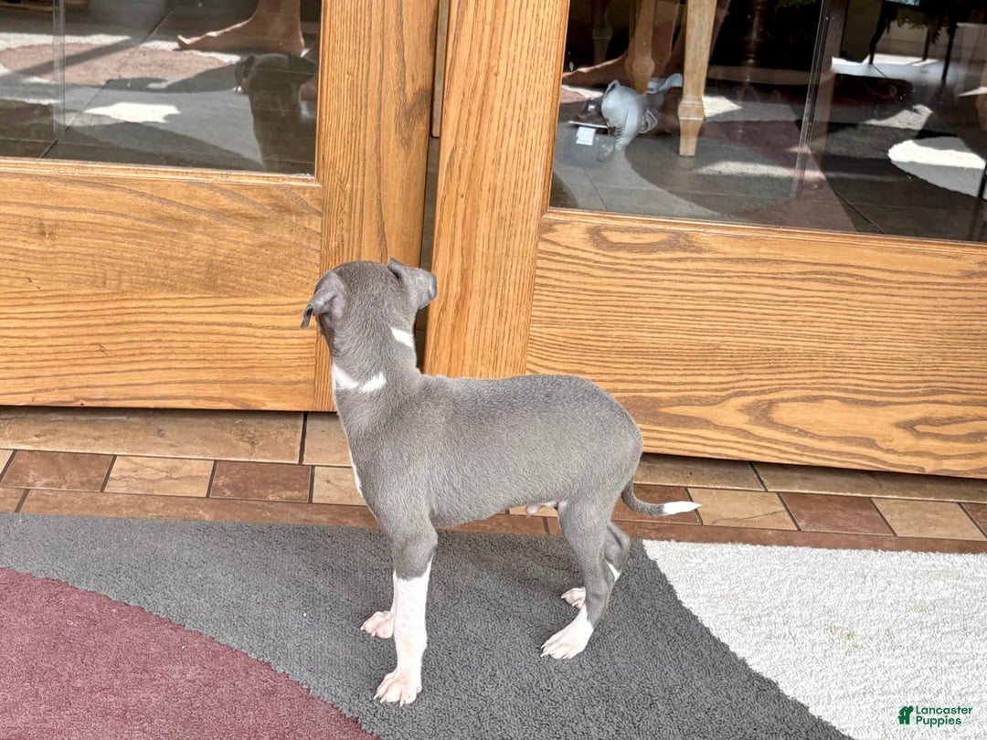Italian Greyhound dogs for sale: Henry - Ad 9