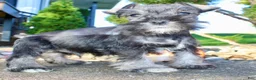 Miniature Schnauzer dogs for sale: Eddie Male AKC Mini Schnauzer - Ad 12
