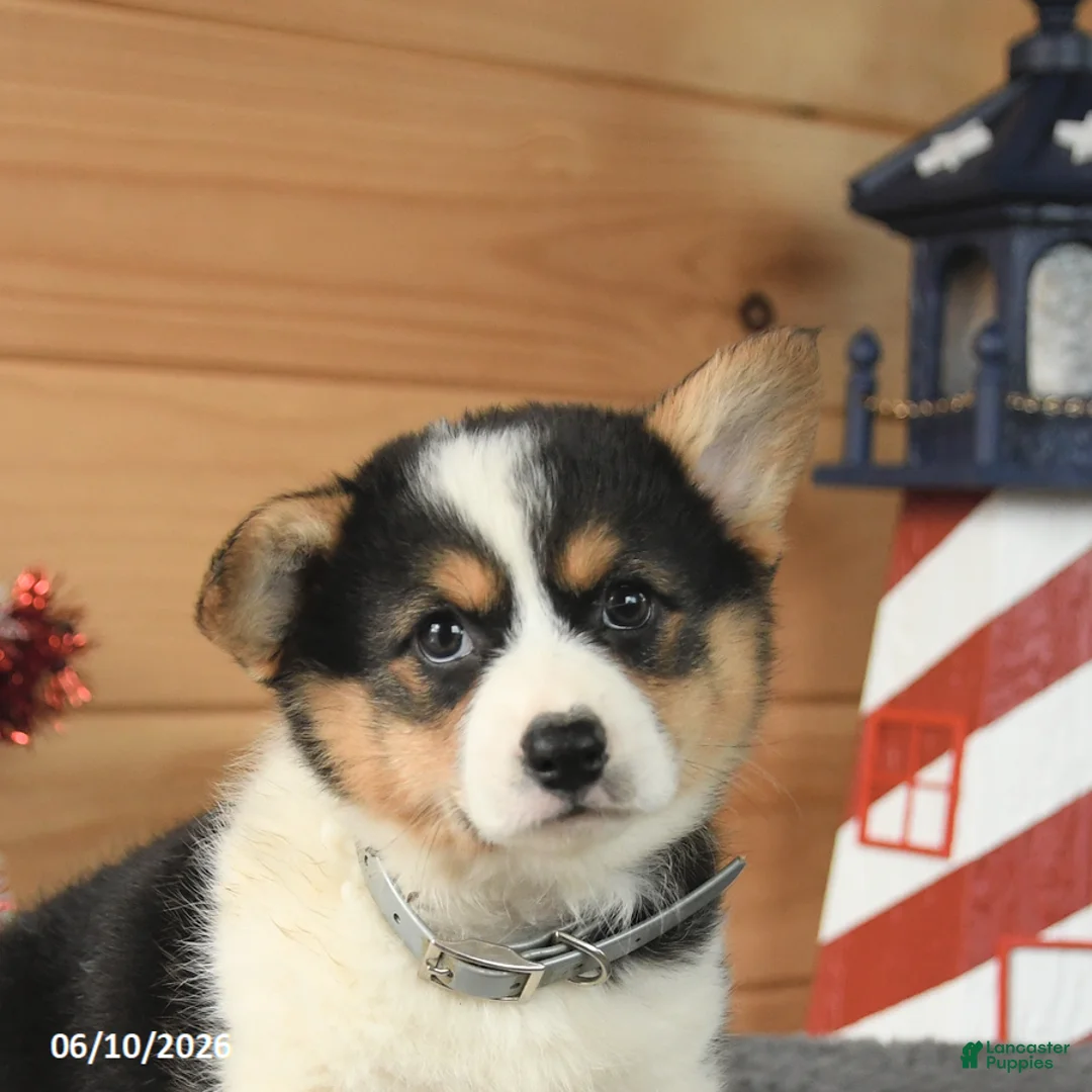 Welsh Corgi Pembroke dogs for sale: Samuel Adams - Ad 5