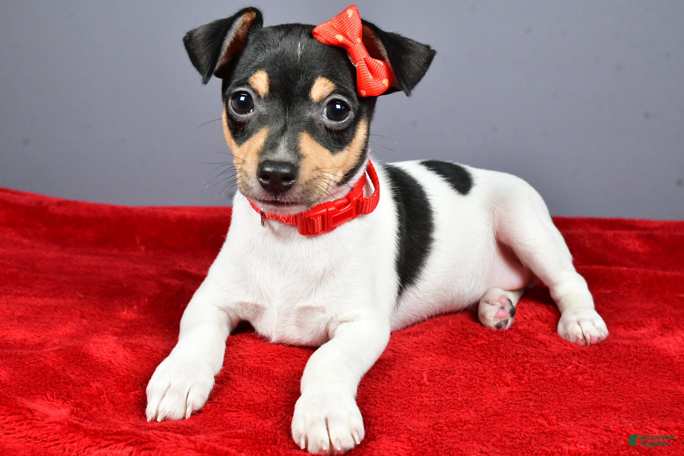 Toy Fox Terrier dogs Lucky - Ad 11