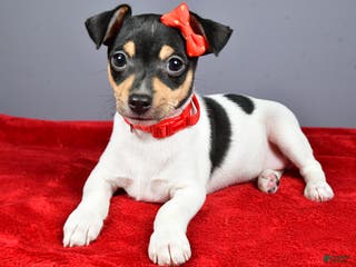 Toy Fox Terrier dogs Lucky - Ad 8
