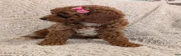 Miniature Poodle dogs for sale: Quinn - Ad 17