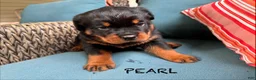 Rottweiler dogs for sale: Pearl - Ad 7