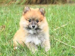 Pomeranian dogs - Ad 15