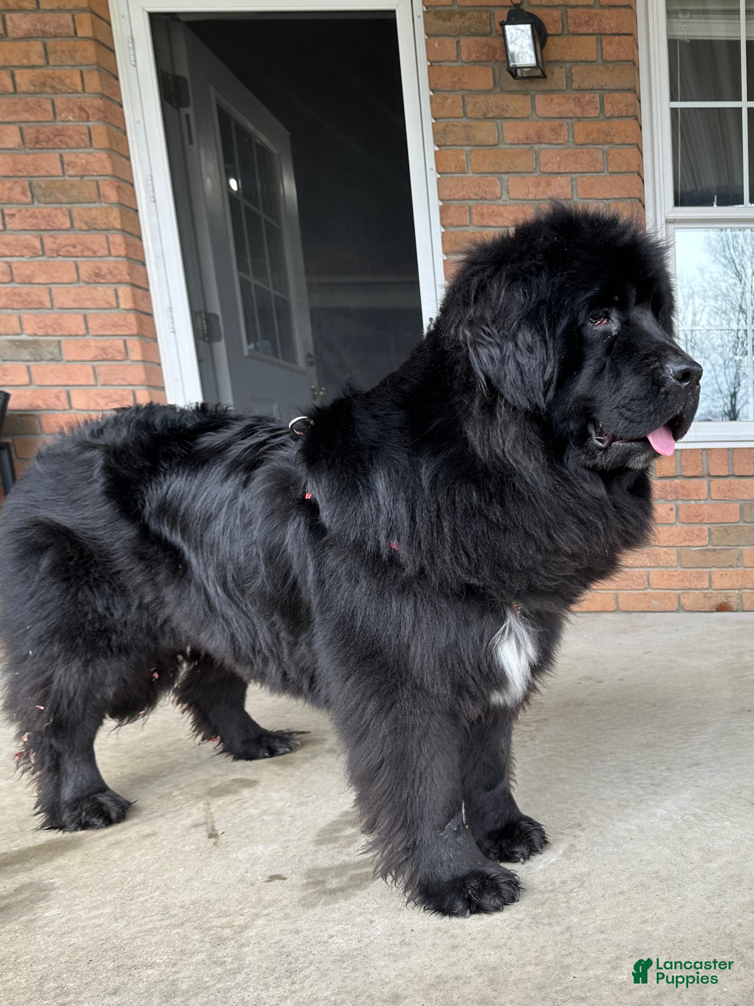Newfoundland dogs AKC, OFA, CH, “Brok”  - Ad 2