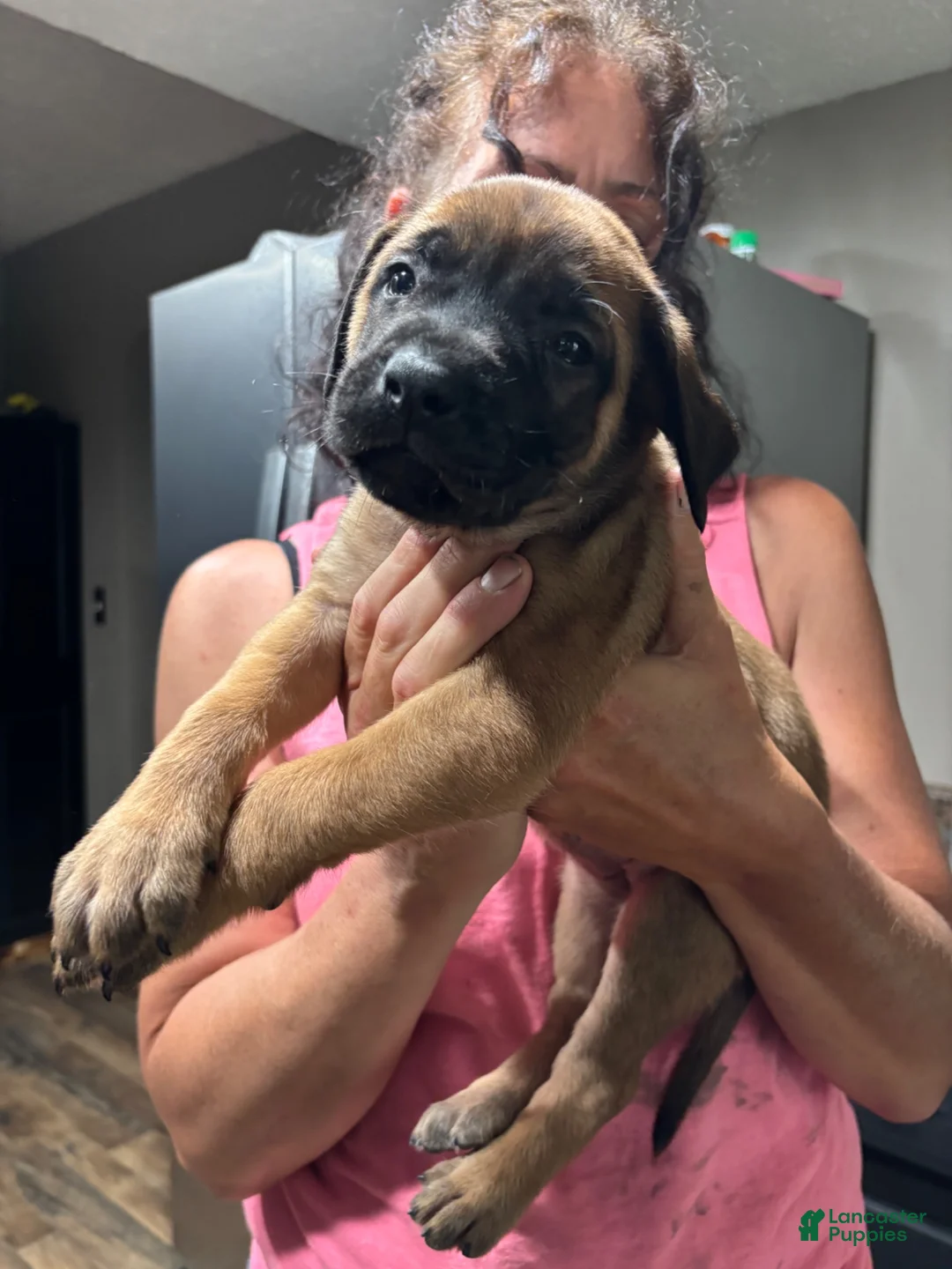 English Mastiff dogs for sale: English Mastiff 4 - Ad 1