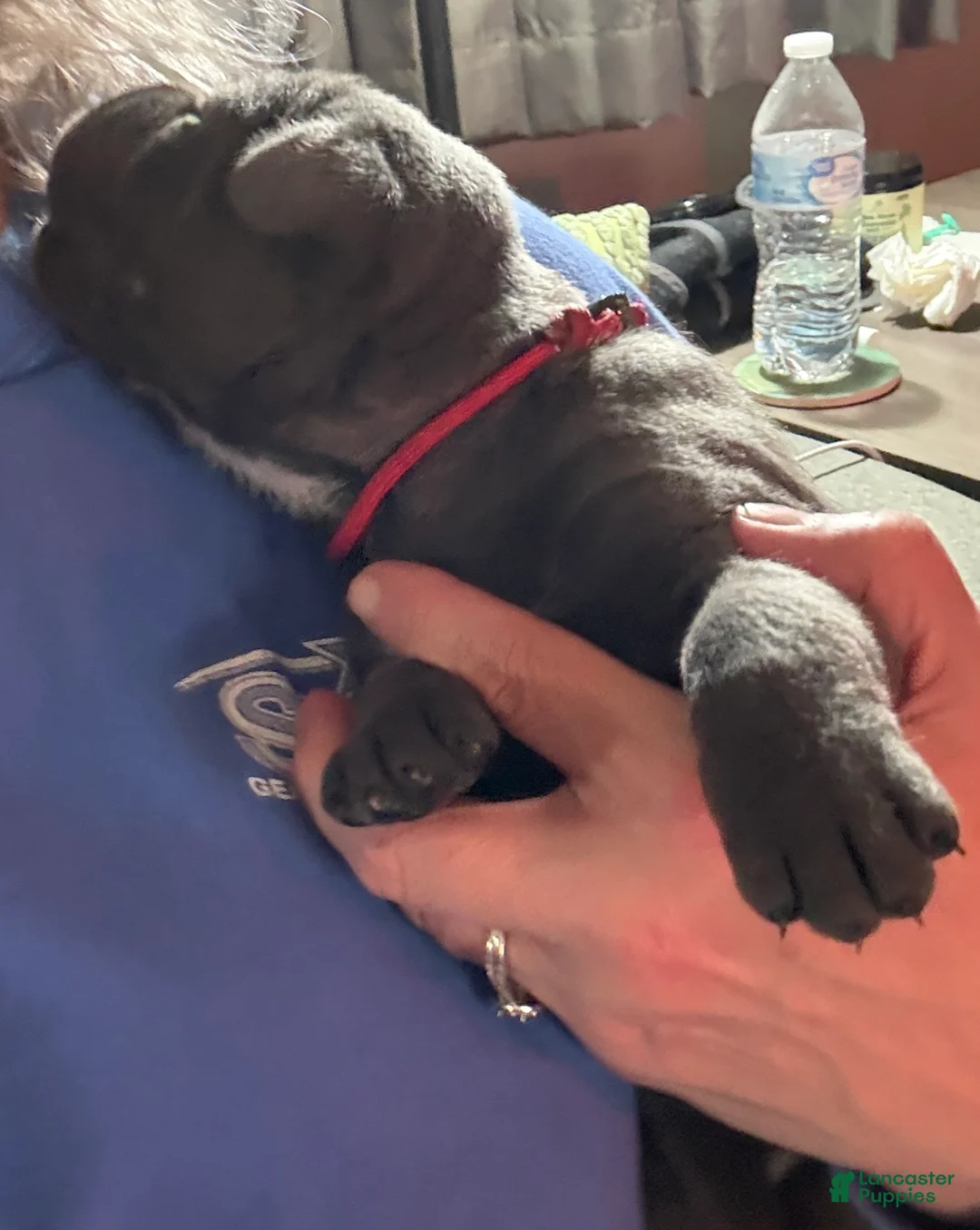 Cane Corso dogs for sale: Red - Ad 2