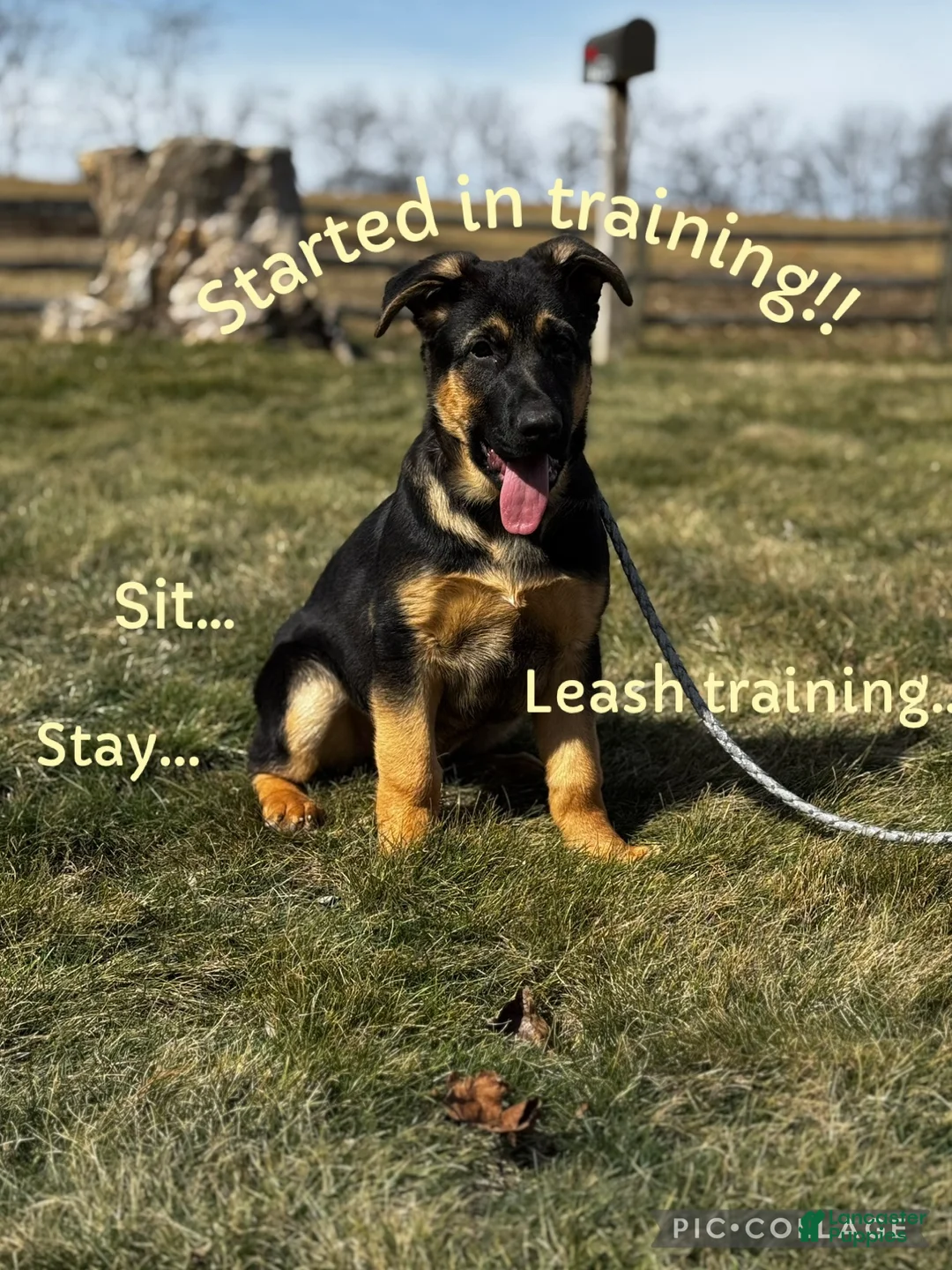 German Shepherd dogs for sale: Reno - Ad 1