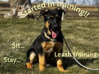 German Shepherd dogs for sale: Reno - Ad 3