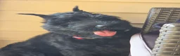 Giant Schnauzer dogs for sale: Giant Schnauzer ruby  - Ad 9