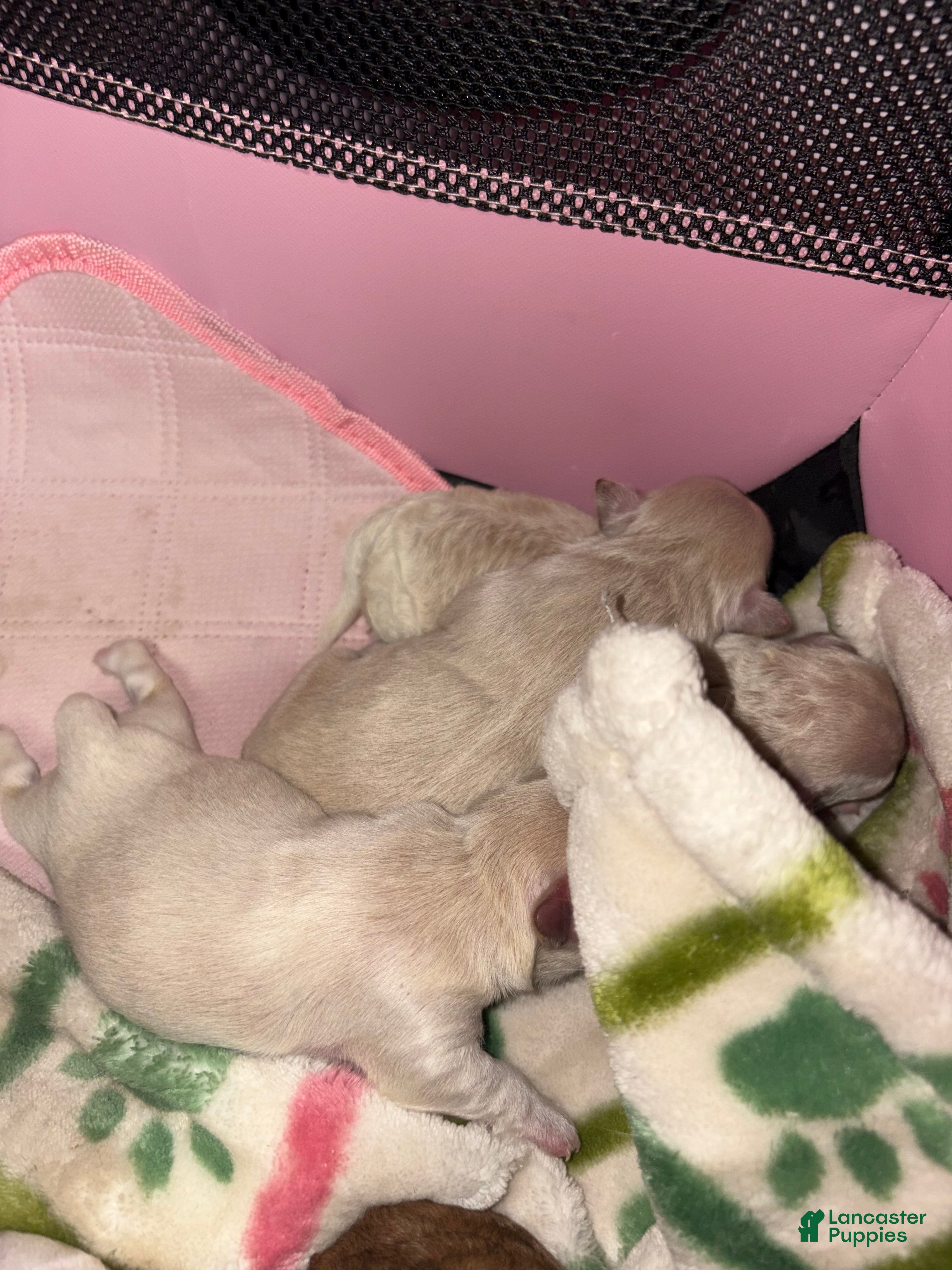 Mixed Breed dogs Mixed Breed Puppy 3 - Ad 35