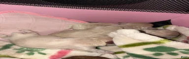 Mixed Breed Puppy 3