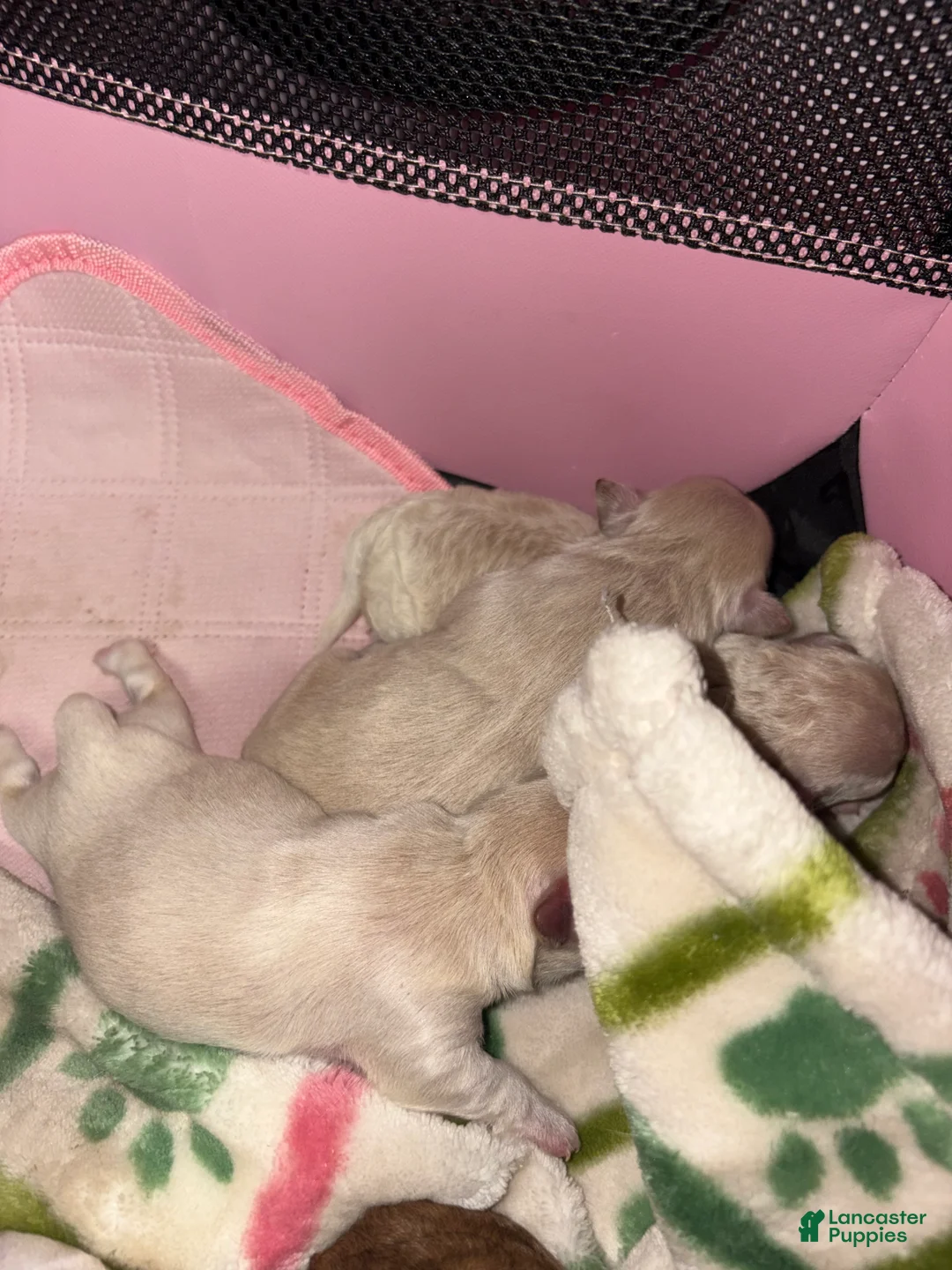 Mixed Breed dogs for sale: Mixed Breed Puppy 3 - Ad 1