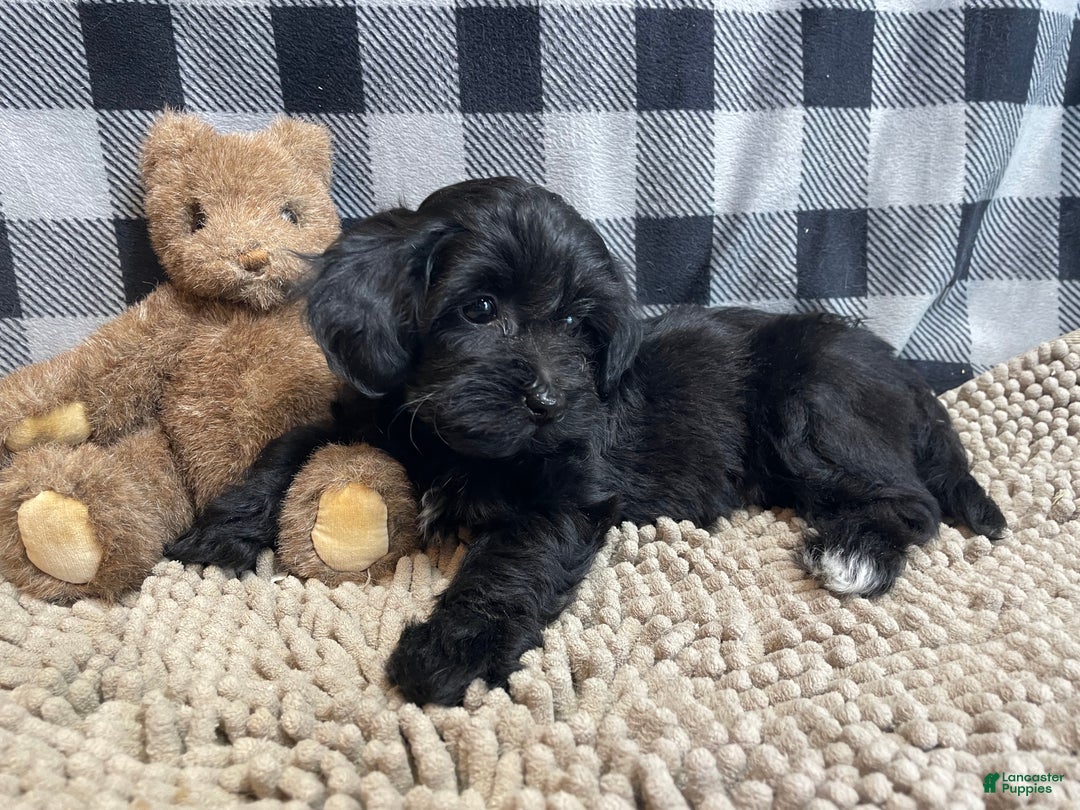 Mixed Breed dogs for sale: Ruby - Ad 3