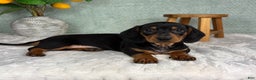 Miniature Dachshund dogs for sale: Dexter  - Ad 2
