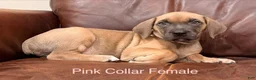 Cane Corso dogs for sale: Cane Corso Pink Collar F - Ad 3