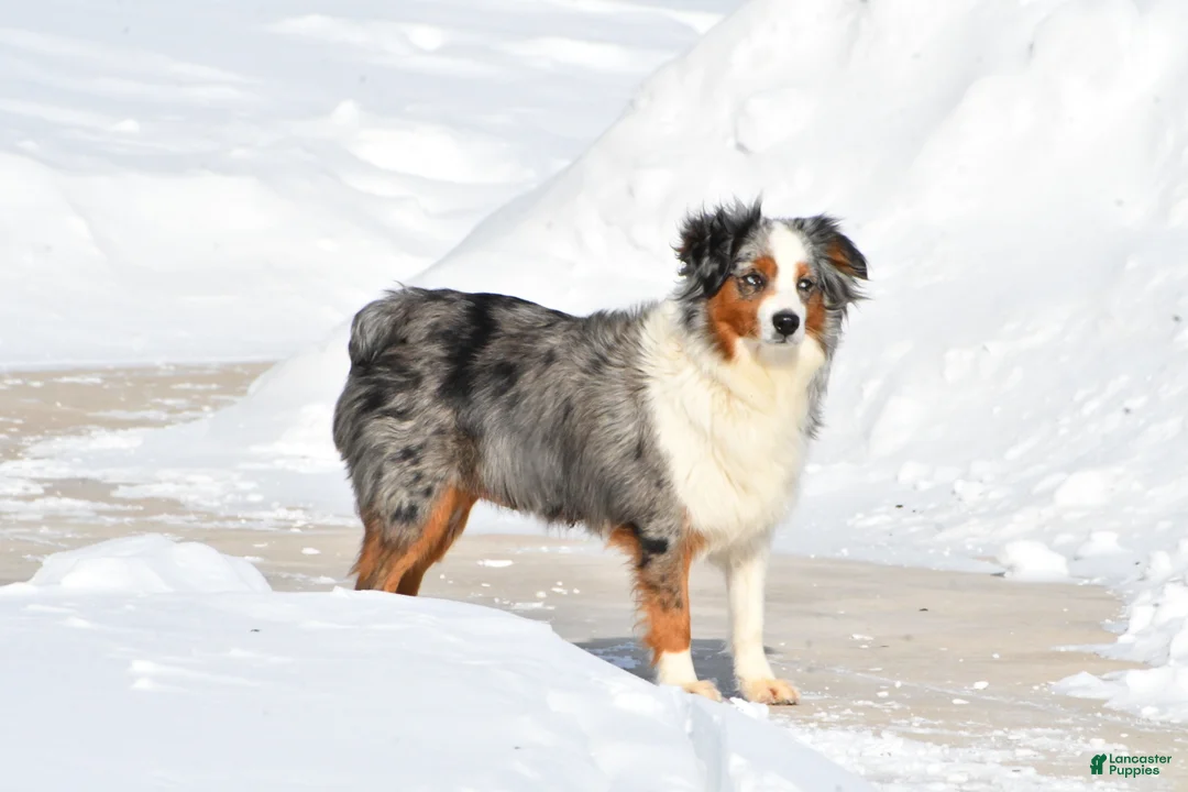 Mixed Breed dogs for sale: Tiffany - Ad 10