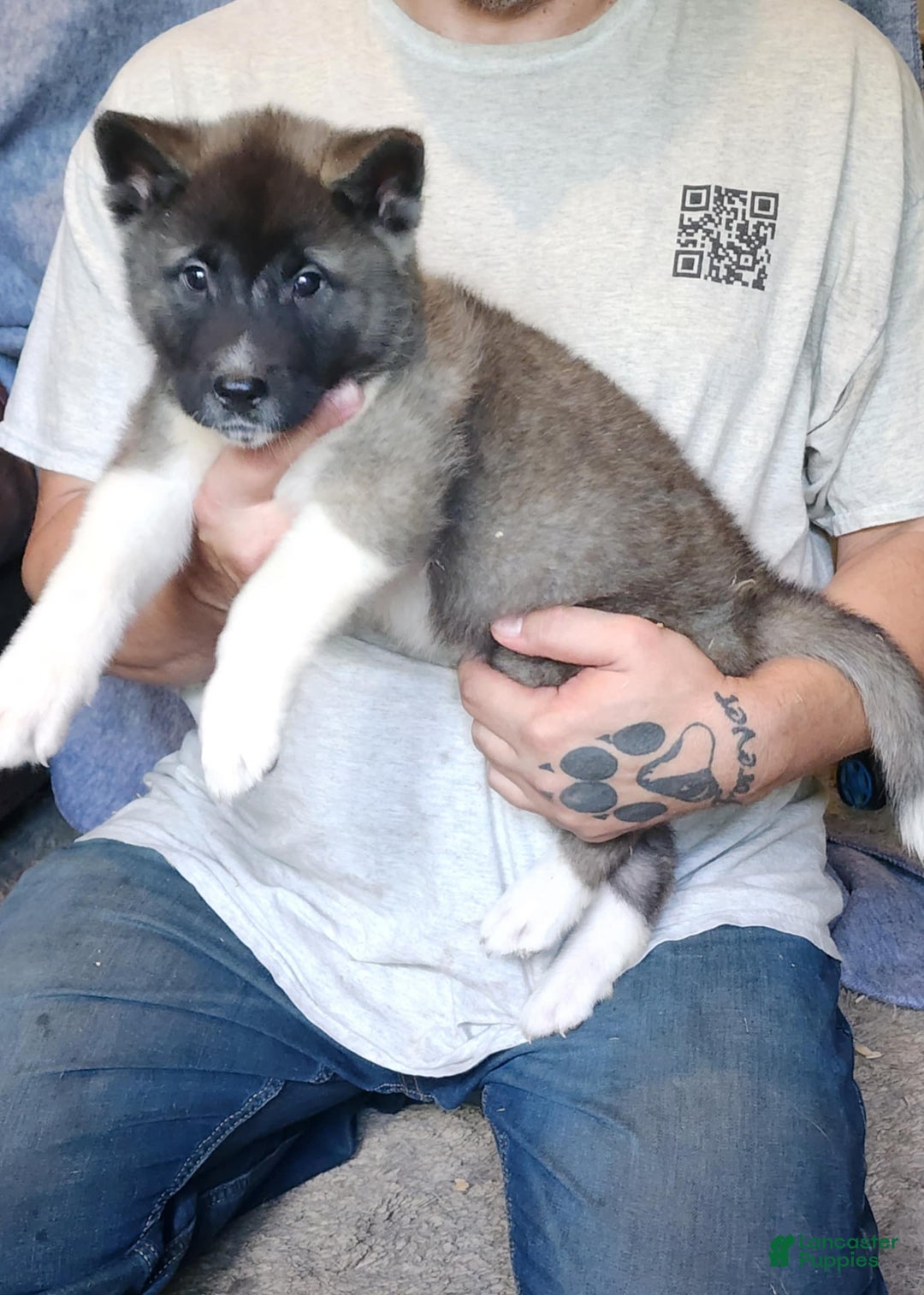 Akita dogs for sale: Akita Puppy Girl 5 - Ad 32