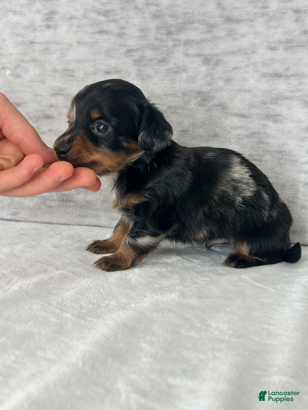 Miniature Dachshund dogs for sale: Wynston the Miniature Dachshund. - Ad 3