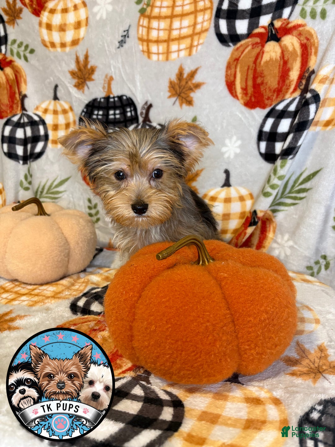 Yorkshire Terrier dogs for sale: Yorkshire Terrier Puppy 4 - Ad 2