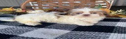 Shih Tzu dogs for sale: Tilly - Ad 9