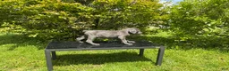 Cane Corso dogs for sale: Cane Corso Puppy 3 - Ad 4