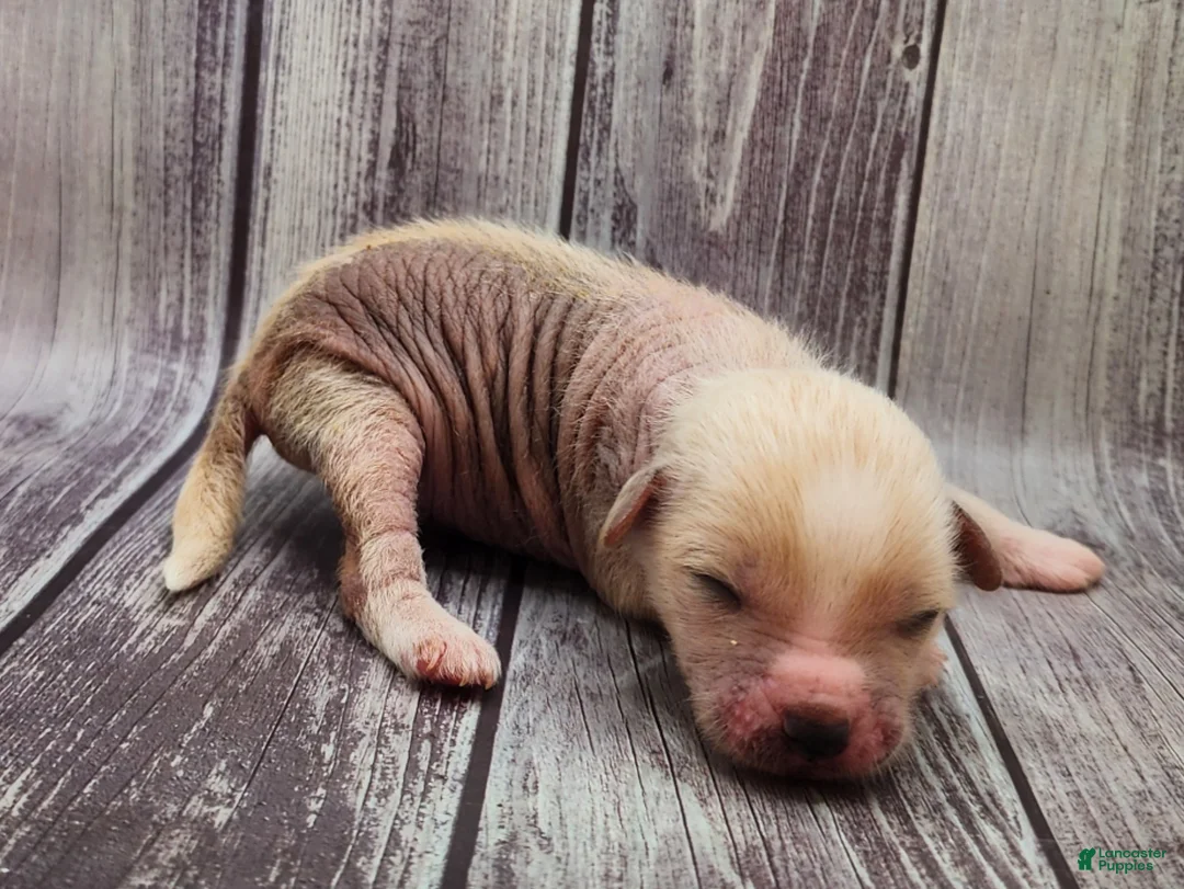 Mixed Breed dogs for sale: Charm - Ad 6