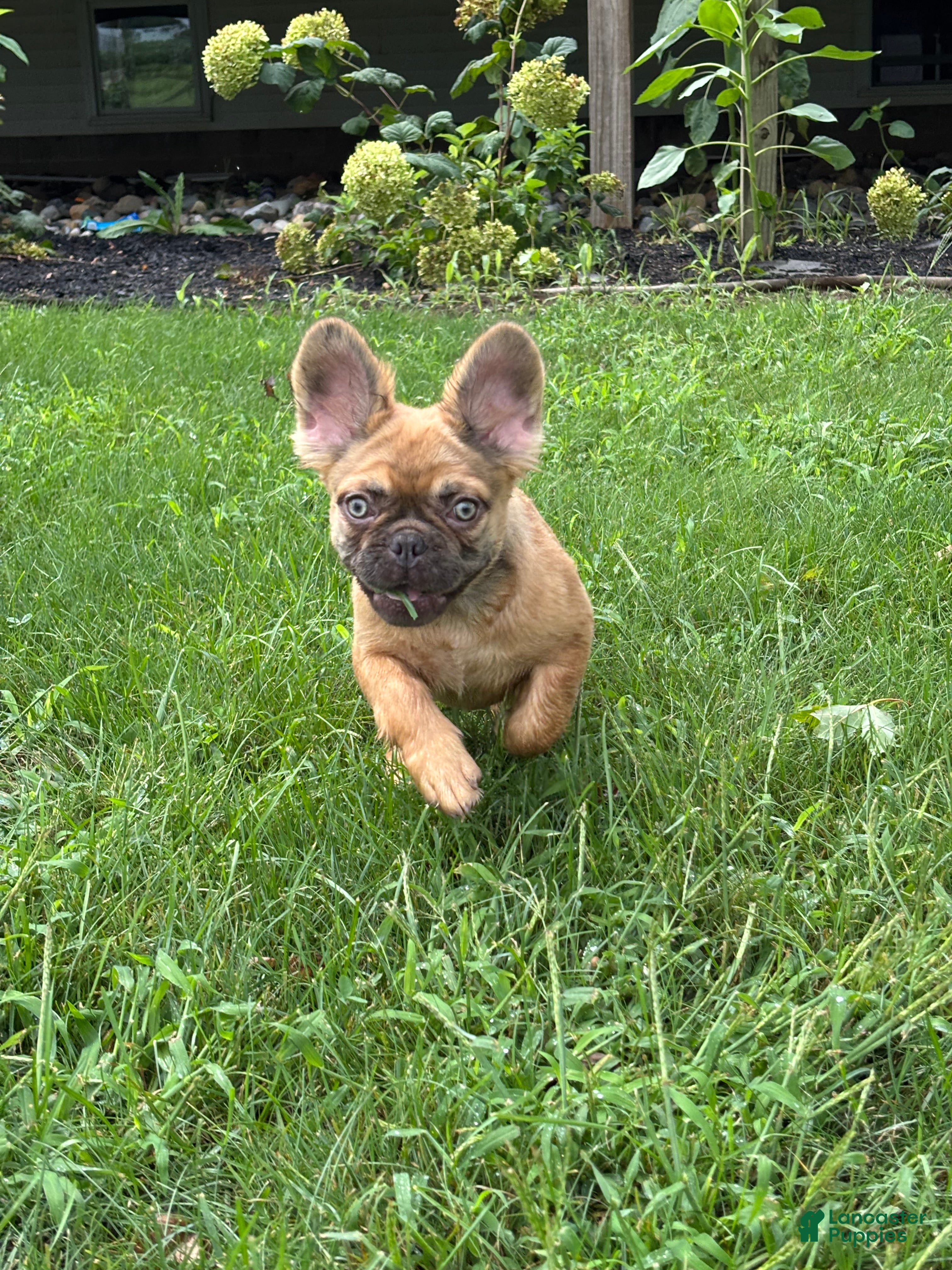 French Bulldog dogs Happy Fluffy Health Clear Delivery Included  - Ad 2