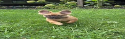 French Bulldog dogs for sale: Happy Fluffy Health Clear - Ad 2