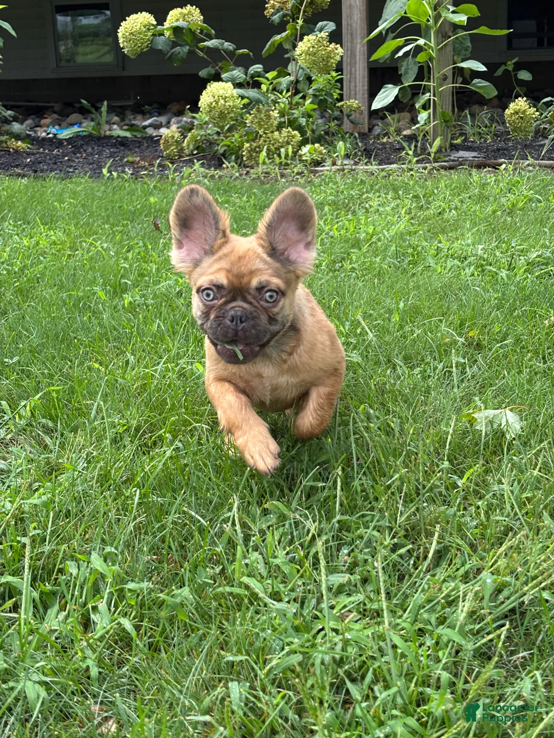 French Bulldog dogs for sale: Happy Fluffy Health Clear - Ad 2