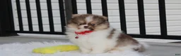 Pomeranian dogs for sale: Bentley AKC - Ad 14