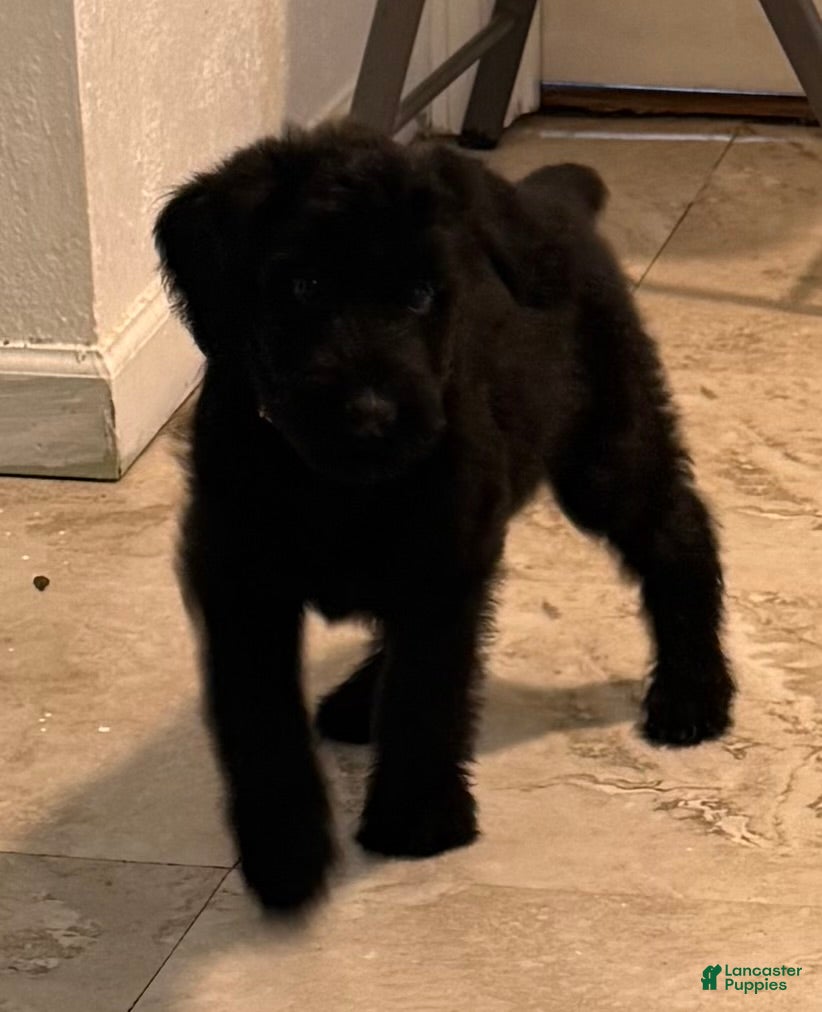 Giant Schnauzer dogs Giant Schnauzer 4 - Ad 16