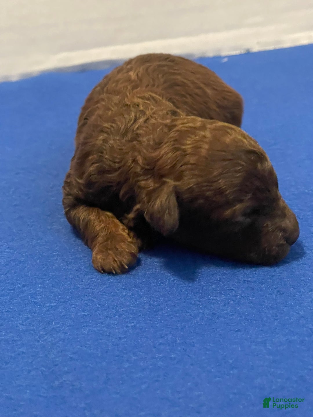 Toy Poodle dogs for sale: Toy Poodle Puppy 1 - Ad 3