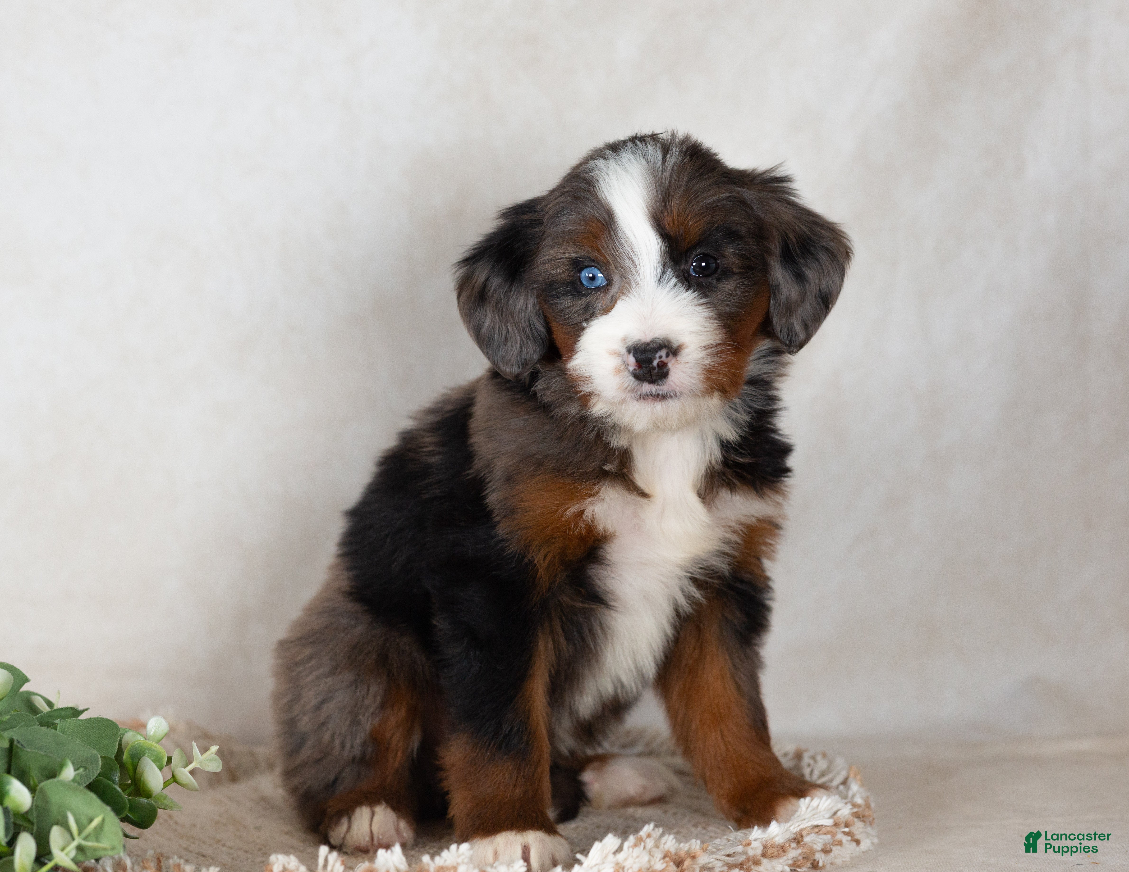 Bernedoodle dogs Sweety - Ad 2