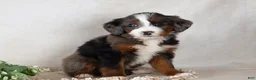 Bernedoodle dogs for sale: Sweety - Ad 2