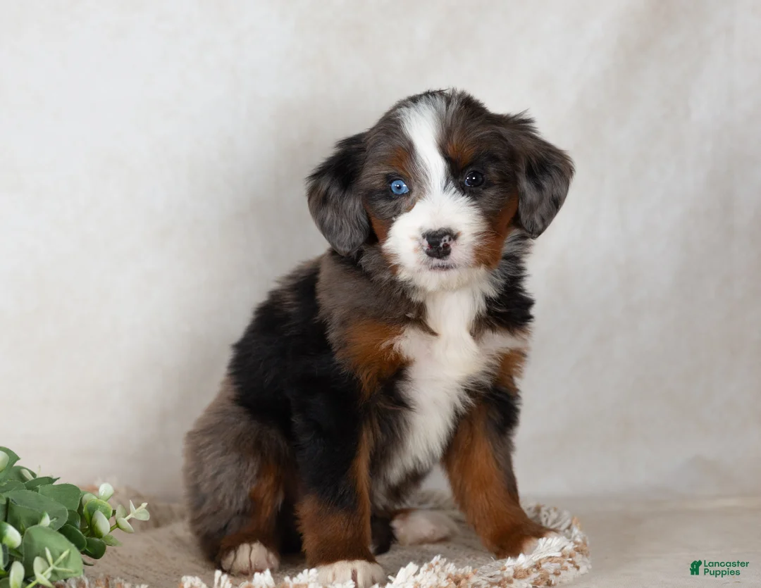 Bernedoodle dogs for sale: Sweety - Ad 2