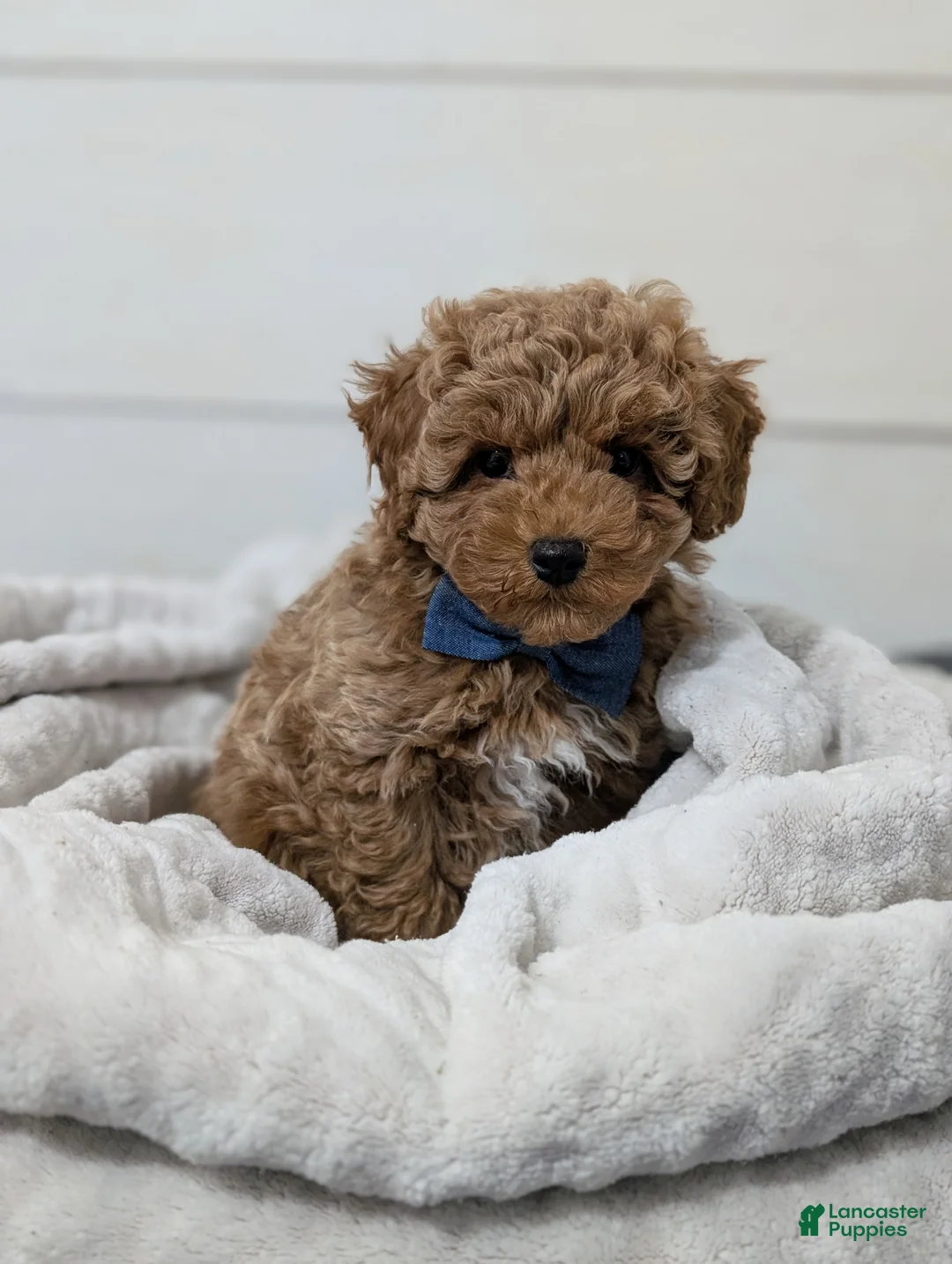 Toy Poodle dogs for sale: Peanut Butter  - Ad 4