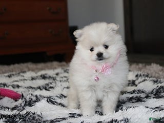 Pomeranian dogs - Ad 3