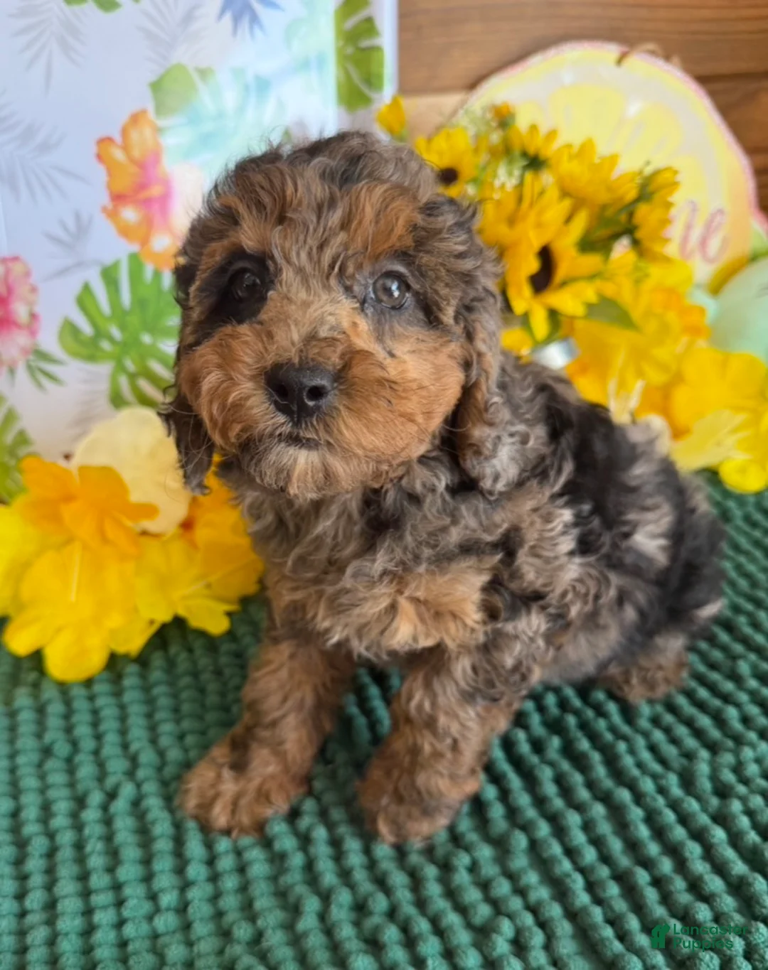 Cockapoo dogs for sale: Bella  - Ad 1