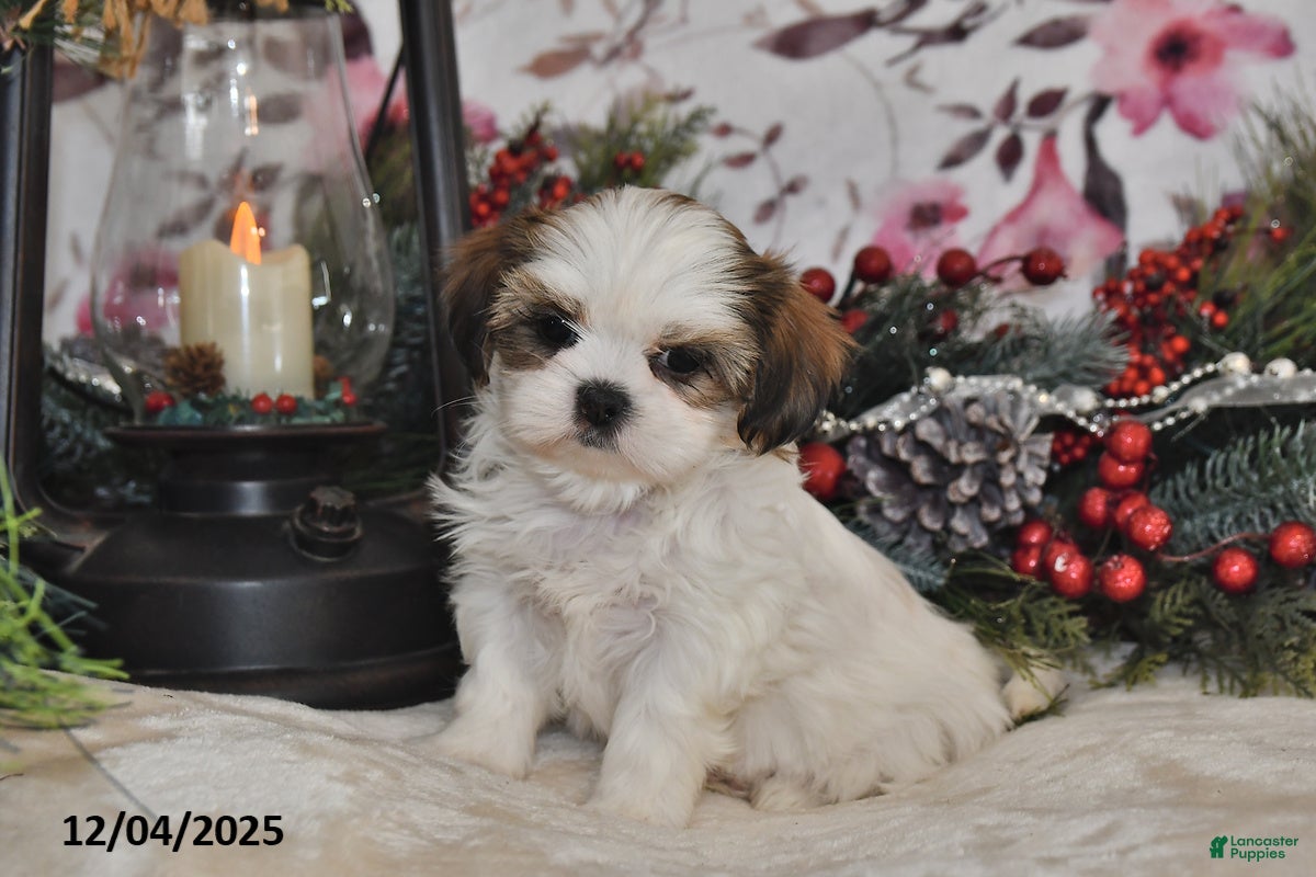 Shih Tzu dogs Beth - Ad 12