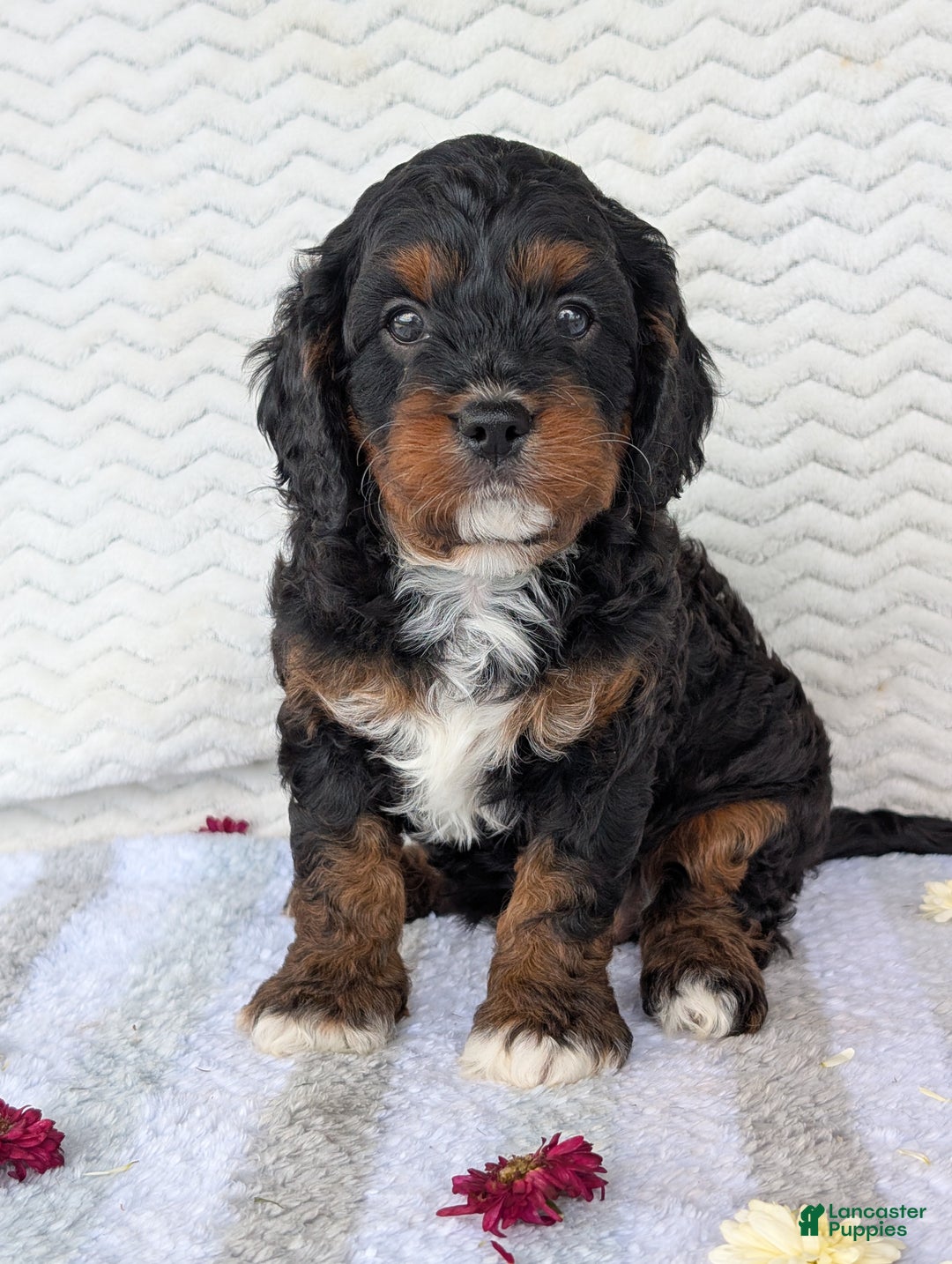 Cavapoo dogs for sale: Abby - Ad 8