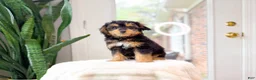 Yorkshire Terrier dogs for sale: Billy - Ad 3