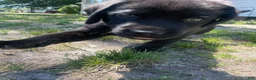 Labrador Retriever dogs for sale: Labrador Retriever Puppy 1 - Ad 3