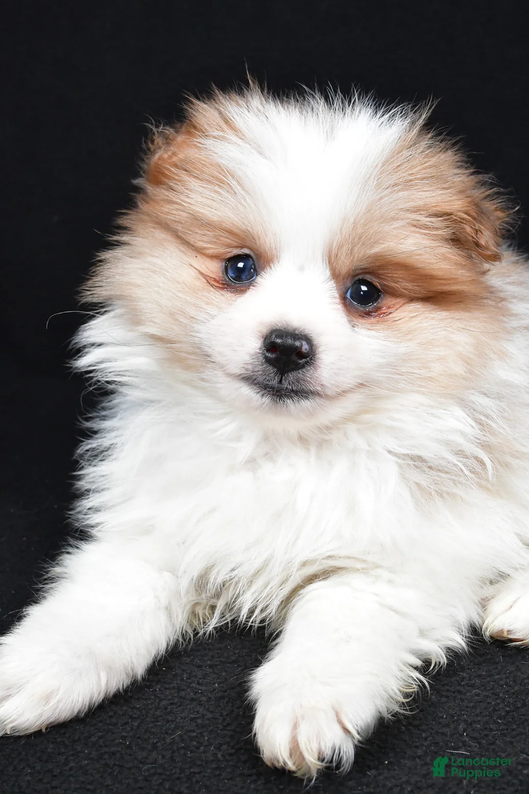 Pomeranian dogs for sale: Tripp - Ad 5